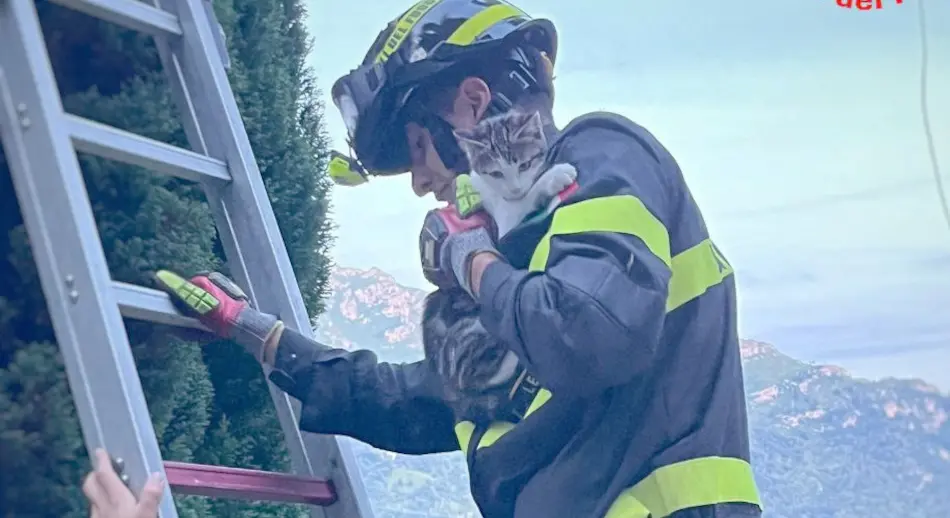 Ballabio, la gattina Mel resta bloccata in cima all'albero: la salvano i vigili del fuoco