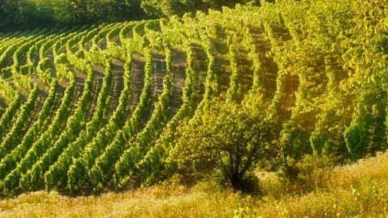 In un territorio denominato “Oltregiogo”, che si estende tra il la Liguria e il Monferrato, profuma di mare e di... In un territorio denominato “Oltregiogo”, che si estende tra il la Liguria e il Monferrato, profuma di mare e di...
