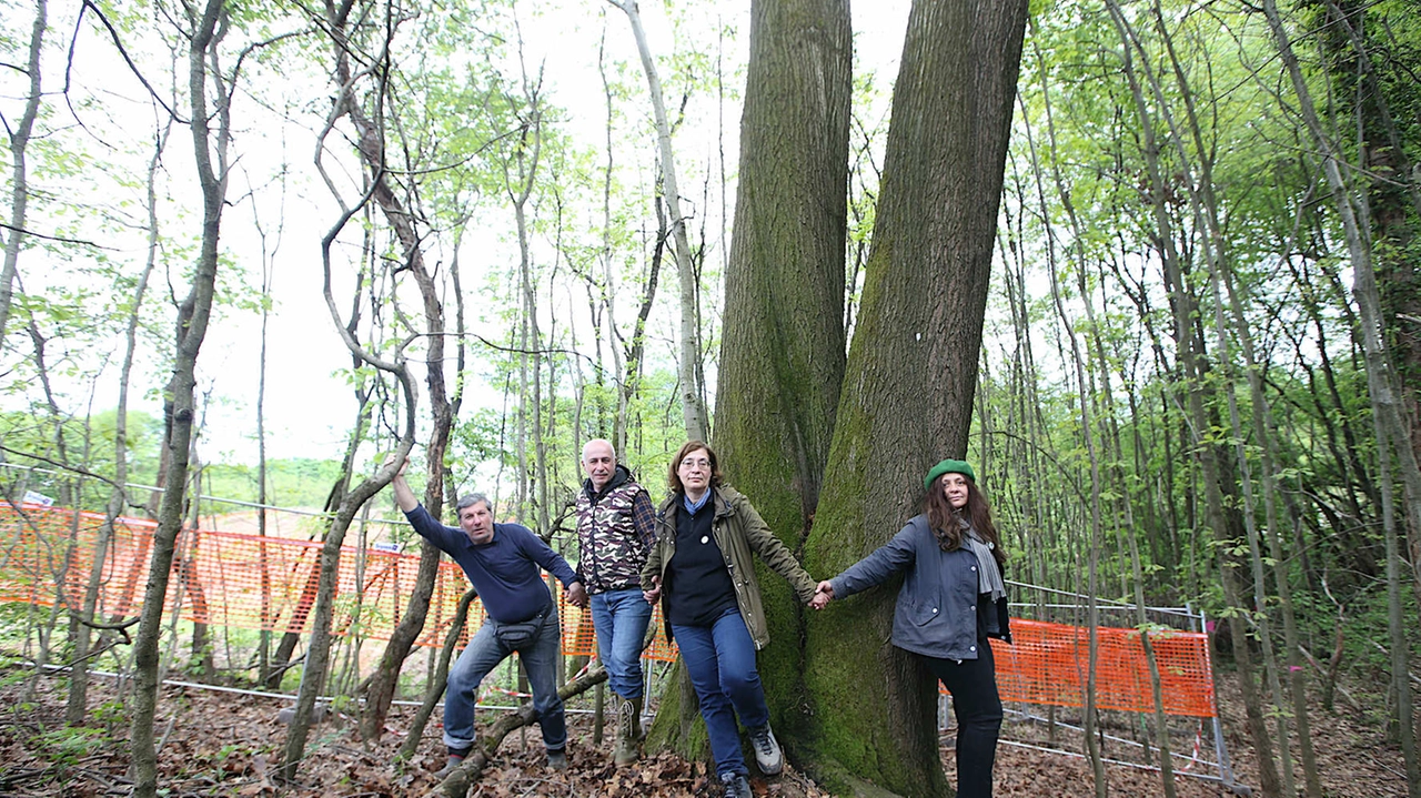 Una protesta contro il taglio degli alberi ad Arcore Una protesta contro il taglio degli alberi ad Arcore