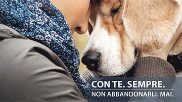 Nuovo codice della strada 2024, dal barcavelox all’abbandono di animali: 5 cose da sapere