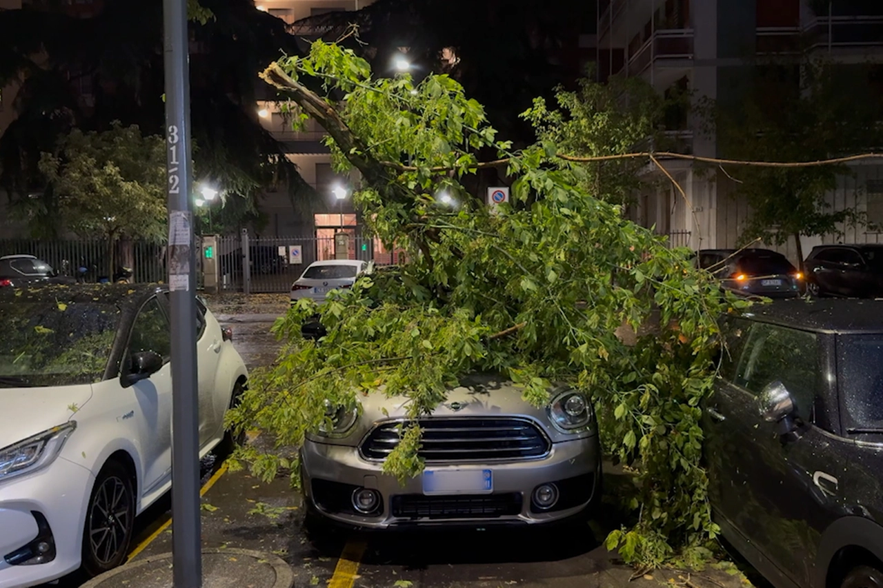 L'albero che si è abbattuto su un'auto in via Boni a Milano (Local Team)