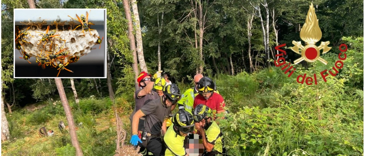 Incubo a Eupilio, attaccato da decine di vespe nel bosco: operaio finisce in ospedale