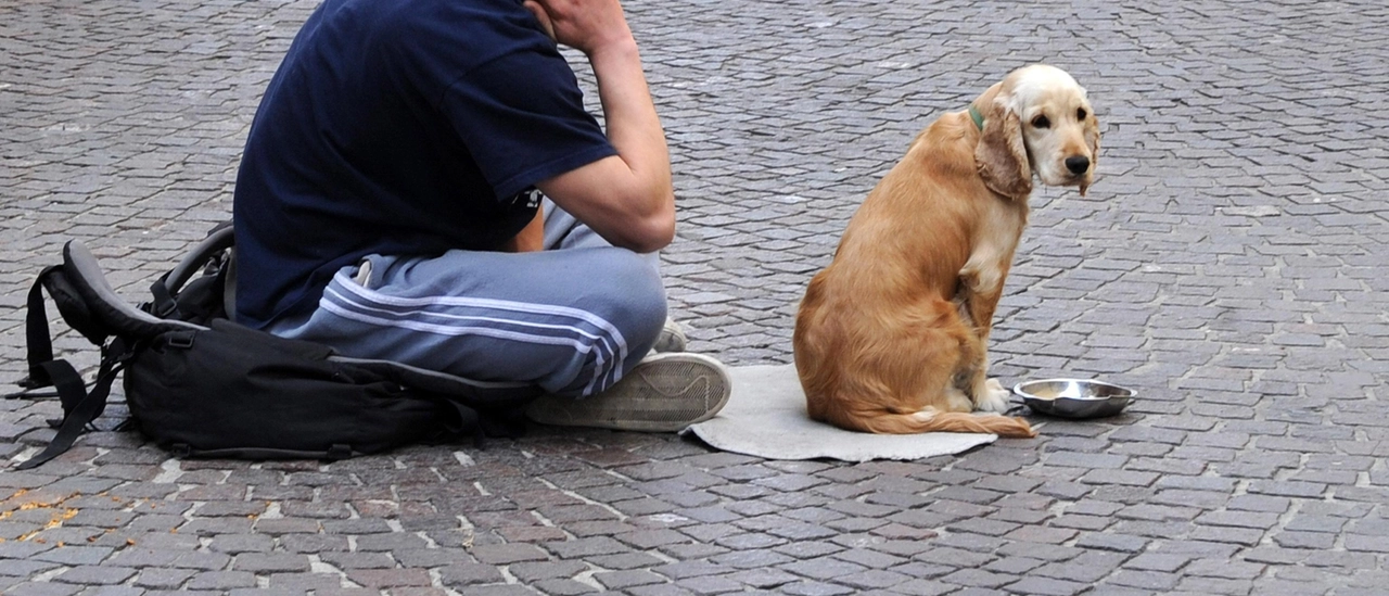 Raccolta firme contro l'accattonaggio con animali: la città si mobilita dopo il video del clochard che maltrattava i suoi cani