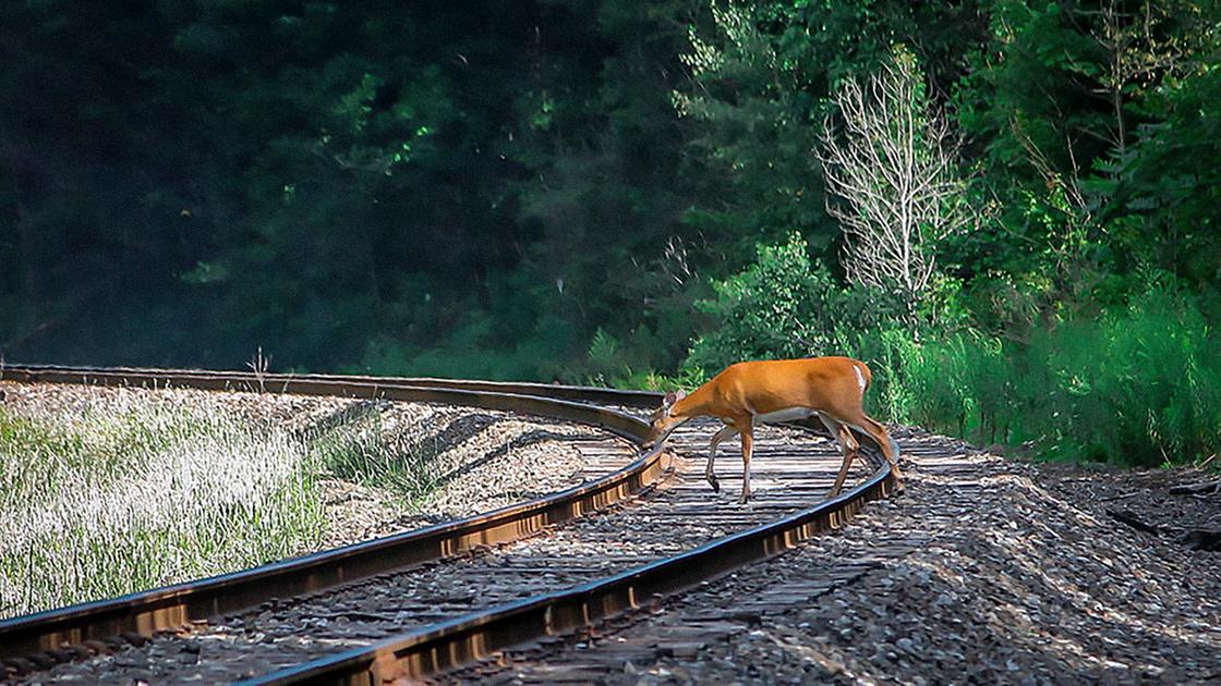c è cervo sui binari ritardi su tutta la linea saronnomilano e sui malpensa express