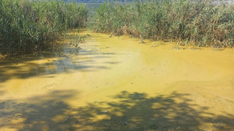 Le acque del lago sono diventate verdi per colpa del proliferare delle alghe Le acque del lago sono diventate verdi per colpa del proliferare delle alghe