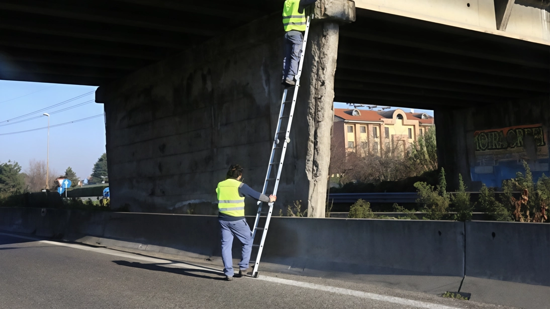 Il manufatto sulla superstrada Milano-Meda sarà presto ceduto alla Pedemontana e demolito. Intanto gli esami sulla sua idoneità statica e la sicurezza per la viabilità rimangono costanti. . Il manufatto sulla superstrada Milano-Meda sarà presto ceduto alla Pedemontana e demolito. Intanto gli esami sulla sua idoneità statica e la sicurezza per la viabilità rimangono costanti. .
