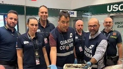 A Malpensa sequestrati 650 chili di prodotti ittici nascosti tra i bagagli dei passeggeri (Foto Guardia Costiera) A Malpensa sequestrati 650 chili di prodotti ittici nascosti tra i bagagli dei passeggeri (Foto Guardia Costiera)