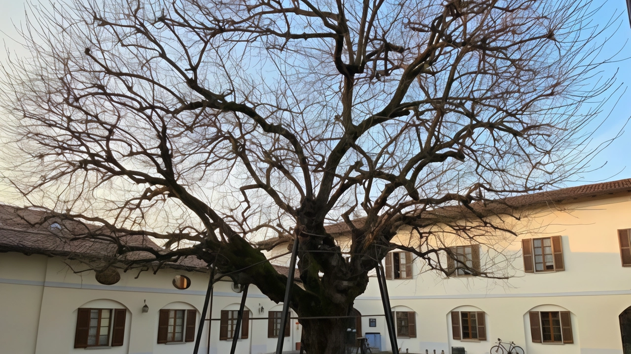 Il gelso alto 12 metri e con un diametro di quattro si trova nel cortile della biblioteca Sarebbe stato piantato nel XVI secolo Il gelso alto 12 metri e con un diametro di quattro si trova nel cortile della biblioteca Sarebbe stato piantato nel XVI secolo