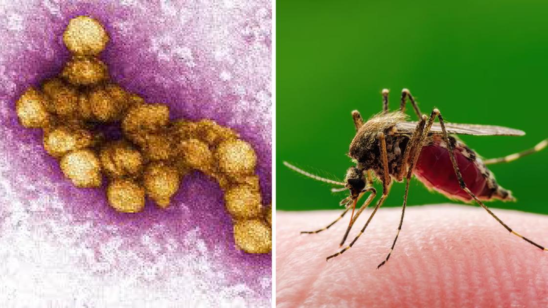 West Nile in Lombardia: virus autoctono identificato nelle zanzare a Pavia, Lodi, Cremona e Mantova
