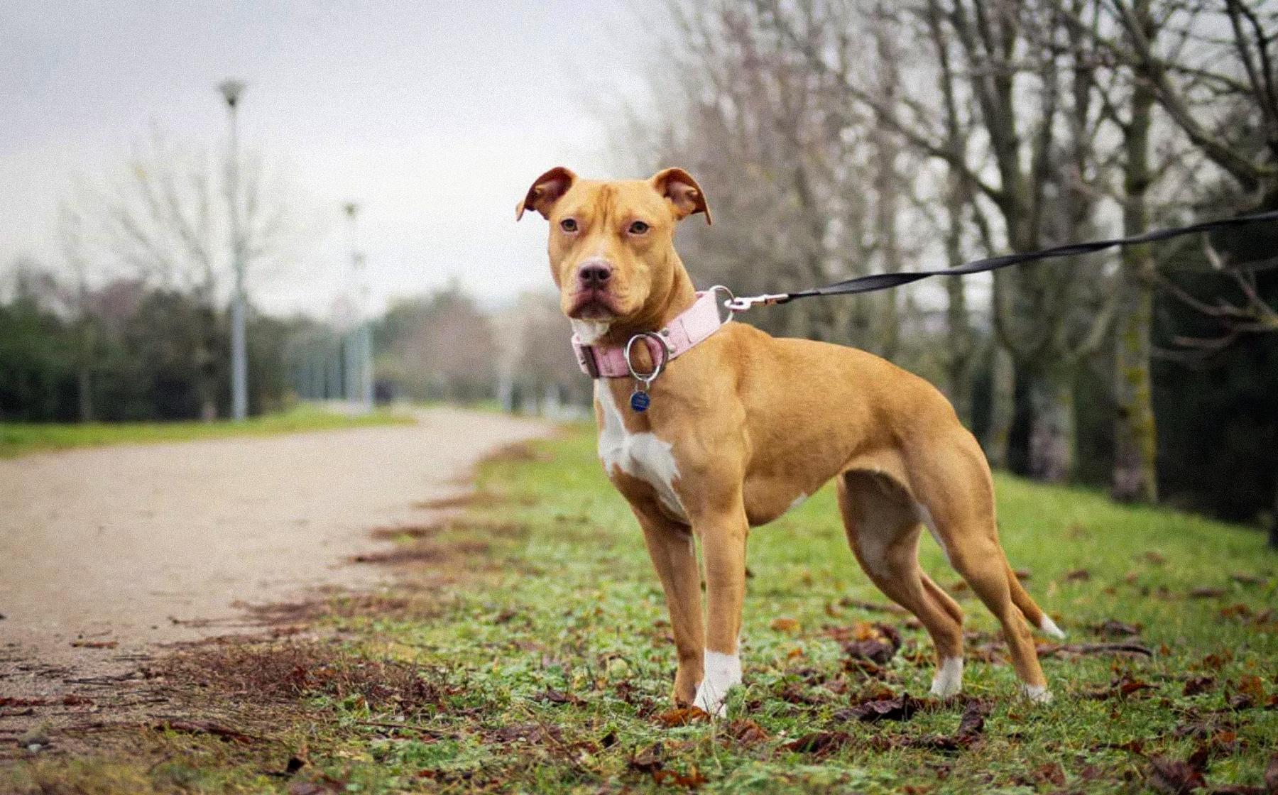 Arriva l’obbligo di patentino per cani pericolosi, con esame e assicurazione: quali sono le 26 razze coinvolte Arriva l’obbligo di patentino per cani pericolosi, con esame e assicurazione: quali sono le 26 razze coinvolte