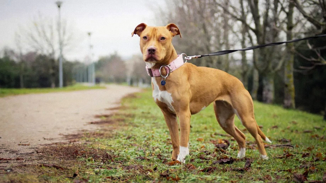 Tra le razze coinvolte ci sono anche gli American Pit Bull Terrier Tra le razze coinvolte ci sono anche gli American Pit Bull Terrier