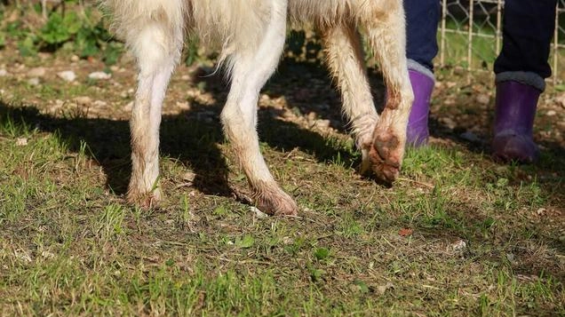 La nuova area cani mai partita La nuova area cani mai partita