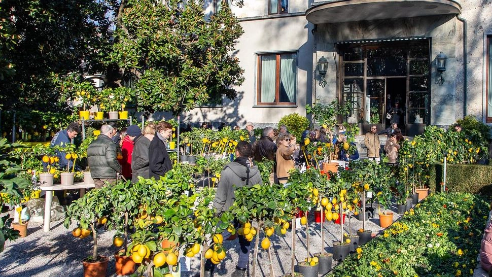 A Villa Necchi Campiglio aromi, colori e scoperte: agrumi al centro per due giorni