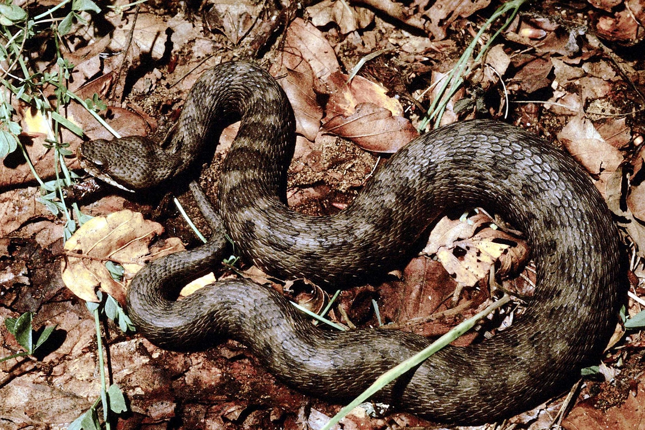 Una vipera (foto di repertorio Ansa)