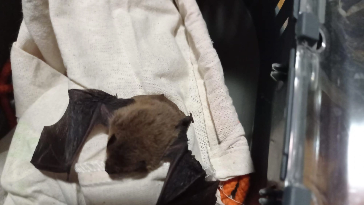 Volontari Enpa salvano pipistrello ferito: soccorso notturno da Cernobbio a Saronno per cure specializzate. Guarigione e liberazione previste a Vanzago. Volontari Enpa salvano pipistrello ferito: soccorso notturno da Cernobbio a Saronno per cure specializzate. Guarigione e liberazione previste a Vanzago.