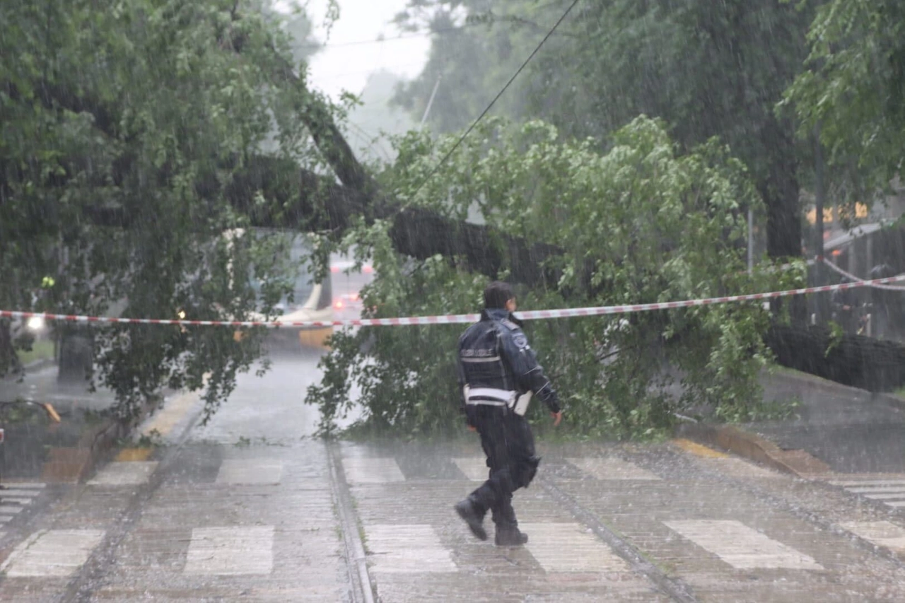 L'albero caduto in piazza tra via Montevideo e via Solari