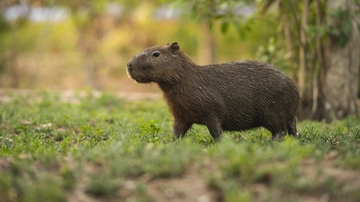 Capibara, allarme dal Brasile: “I roditori devastano i raccolti”. Timore per una zecca