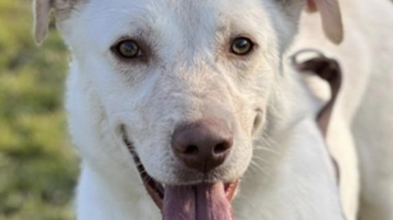 Manto bianco, occhioni color ambra e tanta voglia di nuove esperienze: si tratta di Lesny. Ha 4 anni, è un... Manto bianco, occhioni color ambra e tanta voglia di nuove esperienze: si tratta di Lesny. Ha 4 anni, è un...