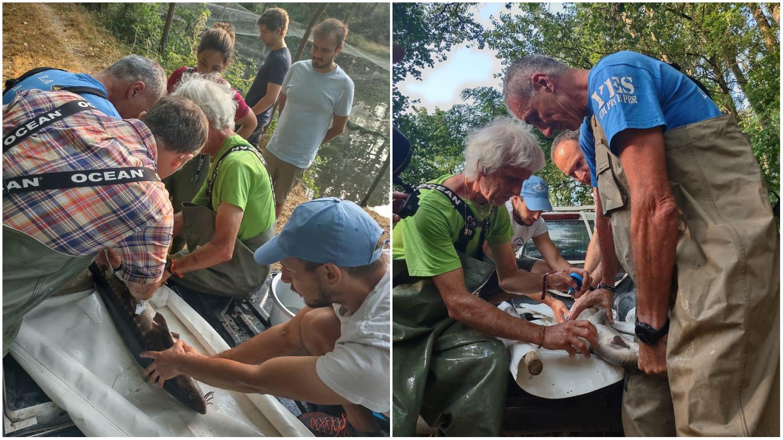 Parco del Ticino: come nascono gli storioni nell’allevamento di Isola Mandelli Parco del Ticino: come nascono gli storioni nell’allevamento di Isola Mandelli