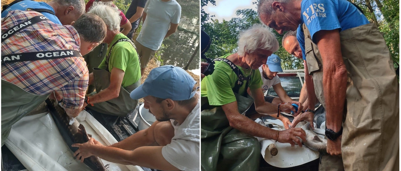 Parco del Ticino: come nascono gli storioni nell’allevamento di Isola Mandelli