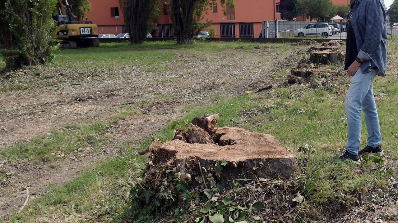 Le opposizioni chiedono chiarezza a tre mesi dai tagli che hanno riguardato 19 pioppi cipressini nella frazione di Linate Le opposizioni chiedono chiarezza a tre mesi dai tagli che hanno riguardato 19 pioppi cipressini nella frazione di Linate