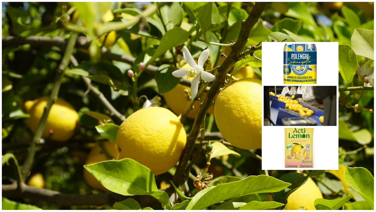 I limoni del Fondo Spinagallo a Siracusa dove si coltiva il Femminello Siracusano Igp, una delle varietà più pregiate al mondo, col relativo prodotto Polenghi; la bustina di Acti lemon con lo zenzero in plastica riciclata I limoni del Fondo Spinagallo a Siracusa dove si coltiva il Femminello Siracusano Igp, una delle varietà più pregiate al mondo, col relativo prodotto Polenghi; la bustina di Acti lemon con lo zenzero in plastica riciclata