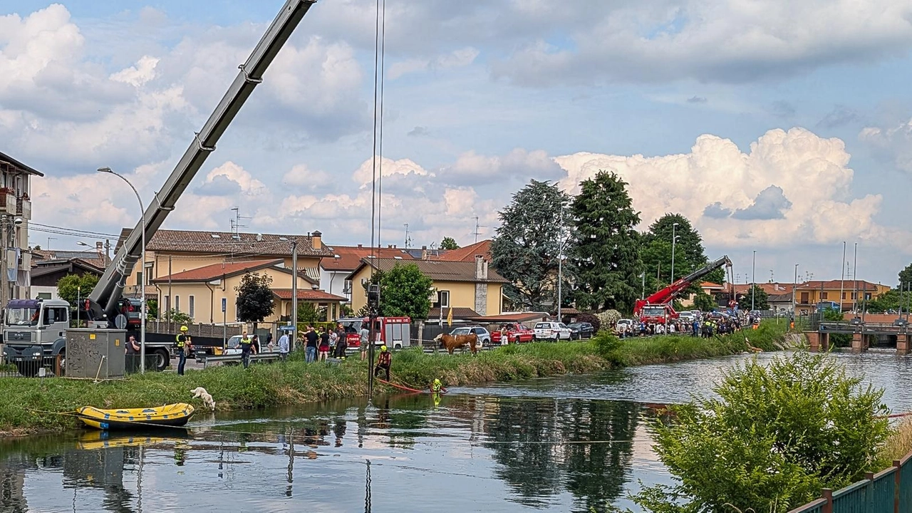 Mucche cadono nel canale. Una decina finisce affogata