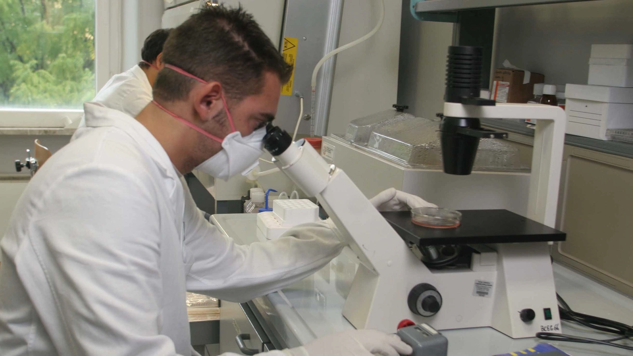 Tumore alla prostata: ricerche in laboratorio (Archivio) Tumore alla prostata: ricerche in laboratorio (Archivio)