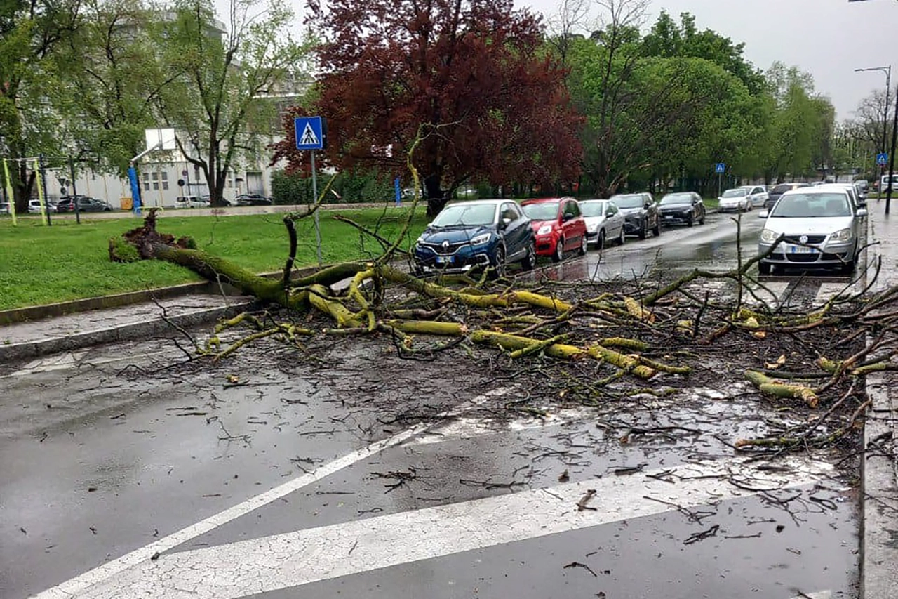 Una pianta crollata ha completamente ostruito la carreggiata in una strada di Milano