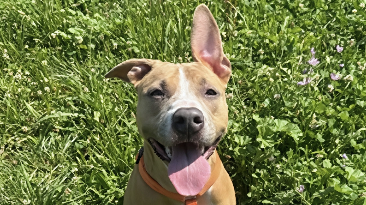 Vittoria ha solo un anno , è un incrocio pit bull dal pelo corto beige e un simpatico “bavaglino“ bianco.... Vittoria ha solo un anno , è un incrocio pit bull dal pelo corto beige e un simpatico “bavaglino“ bianco....