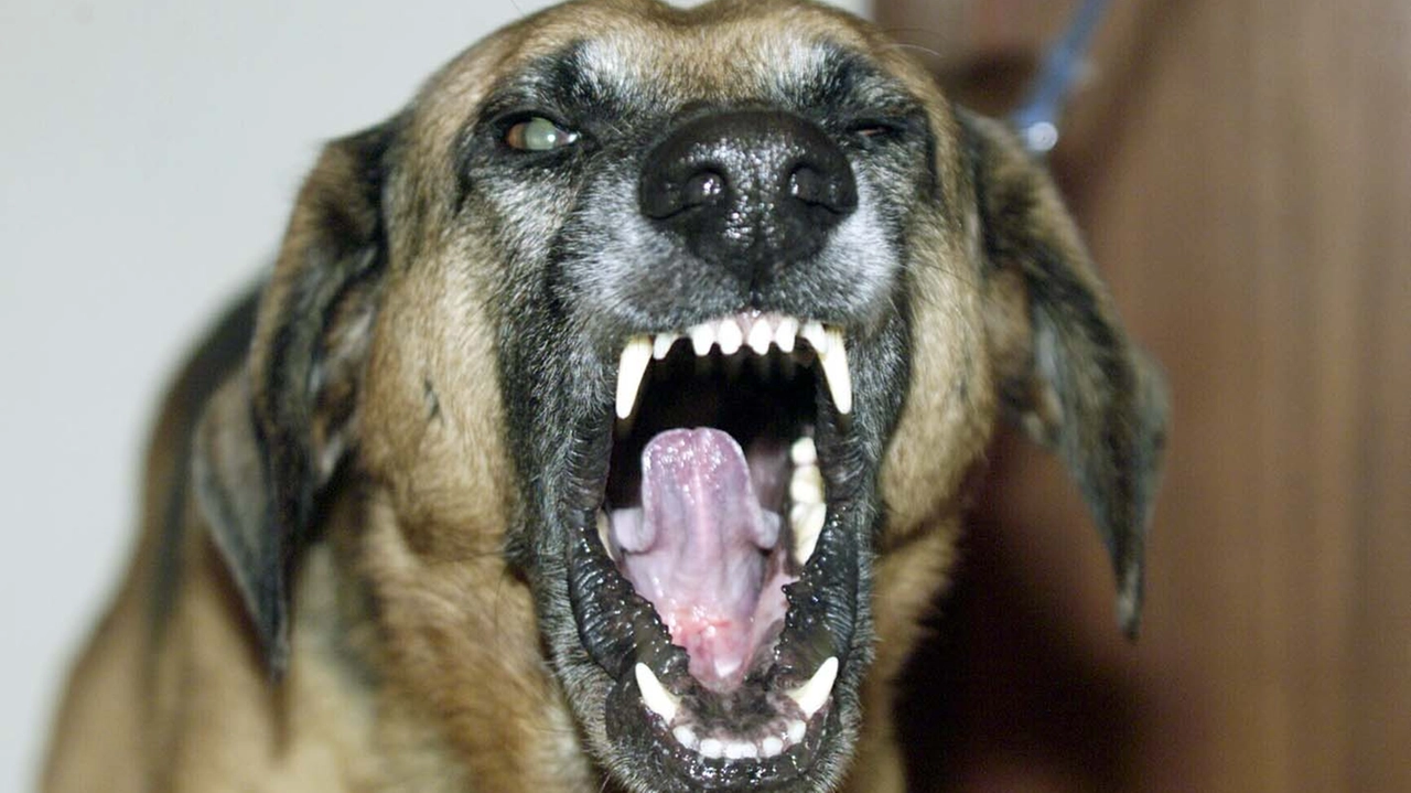 Il cane ha improvvisamente morso la cameriera (foto repertorio) Il cane ha improvvisamente morso la cameriera (foto repertorio)