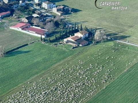 Le pecore al pascolo nei terreni agricoli
