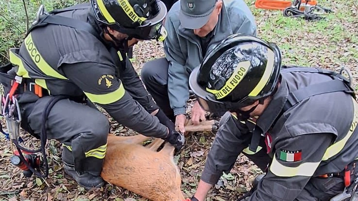 Il salvataggio del cervo (foto dei Vigili del Fuoco)