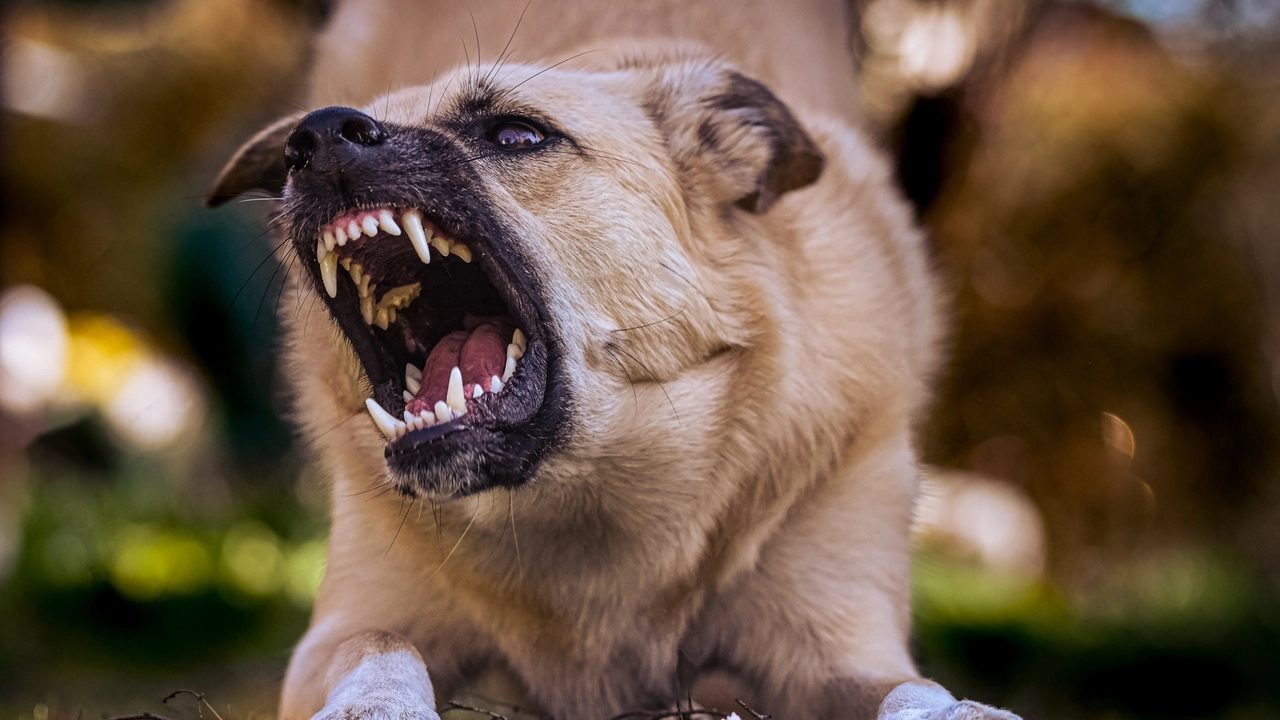 Tre cani di grossa taglia hanno aggredito un cucciolo (Foto archivio) Tre cani di grossa taglia hanno aggredito un cucciolo (Foto archivio)