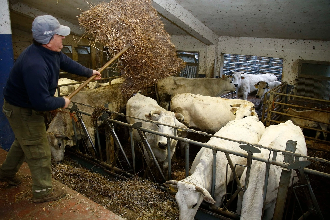 La ricerca del Centro EuroMediterraneo sull'impatto dell’agricoltura sull’inquinamento da Pm10 in Lombardia, con enfasi sul ruolo dell’agricoltura intensiva: un terzo delle polveri sottili nell'aria è generato dagli allevamenti