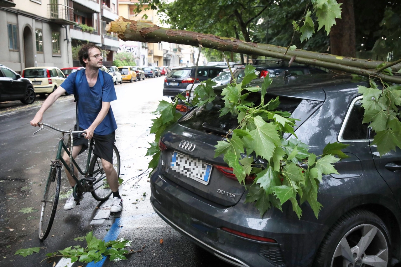 Maltempo: albero caduto su auto (immagine di repertorio)