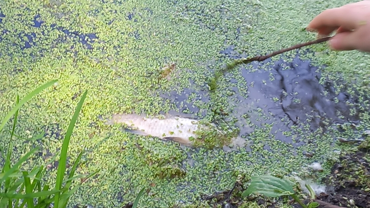 Misteriose morie di animali: “Nessuna sostanza tossica”