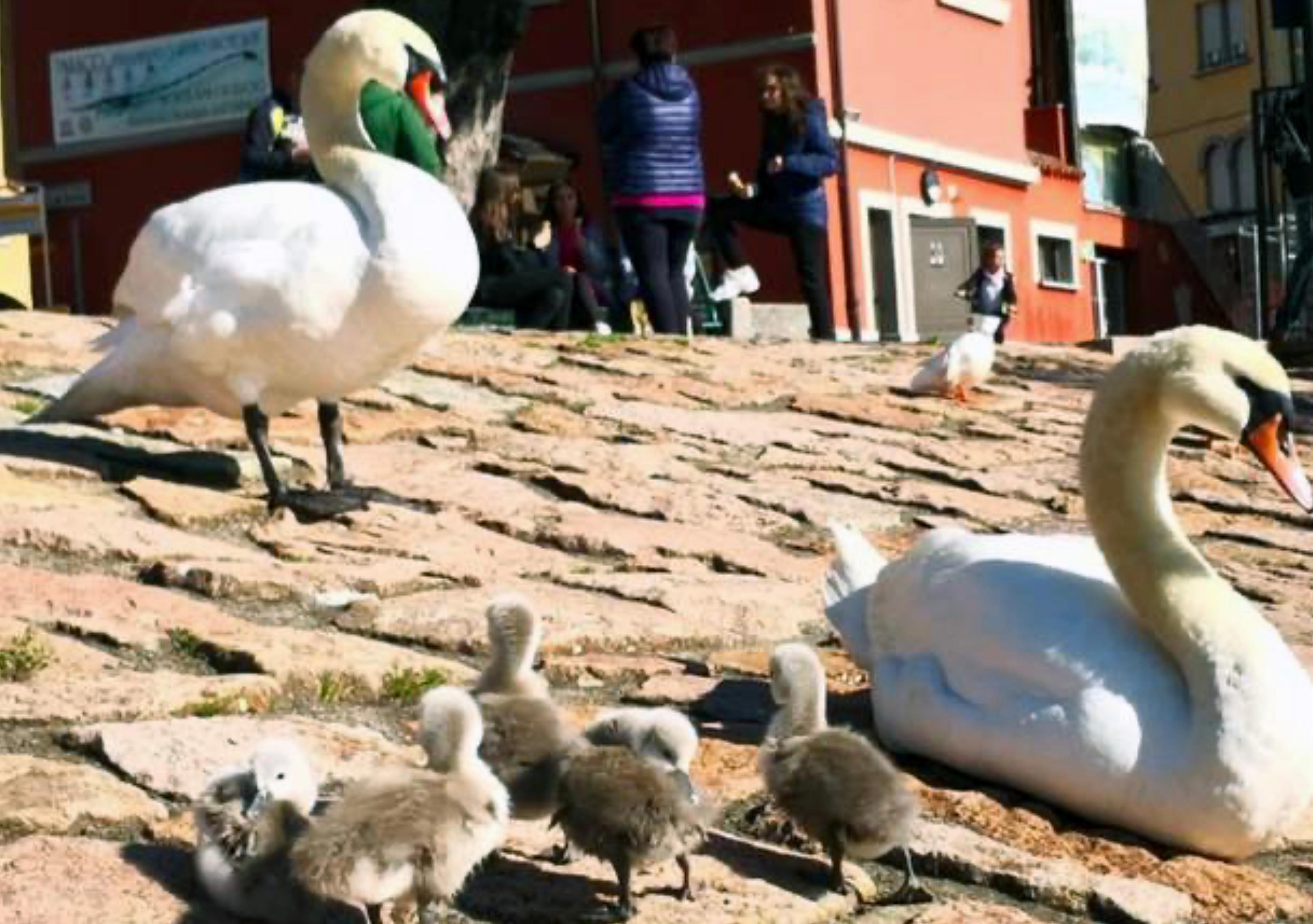 Pannelli salva cigni in riva al lago: “Pane e biscotti a pezzi rischiano di soffocarli” Pannelli salva cigni in riva al lago: “Pane e biscotti a pezzi rischiano di soffocarli”