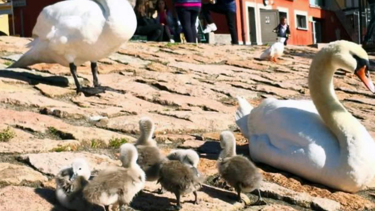 Il boccone inghiottito dai cigni acquatici può bloccare loro il sistema digerente Il boccone inghiottito dai cigni acquatici può bloccare loro il sistema digerente