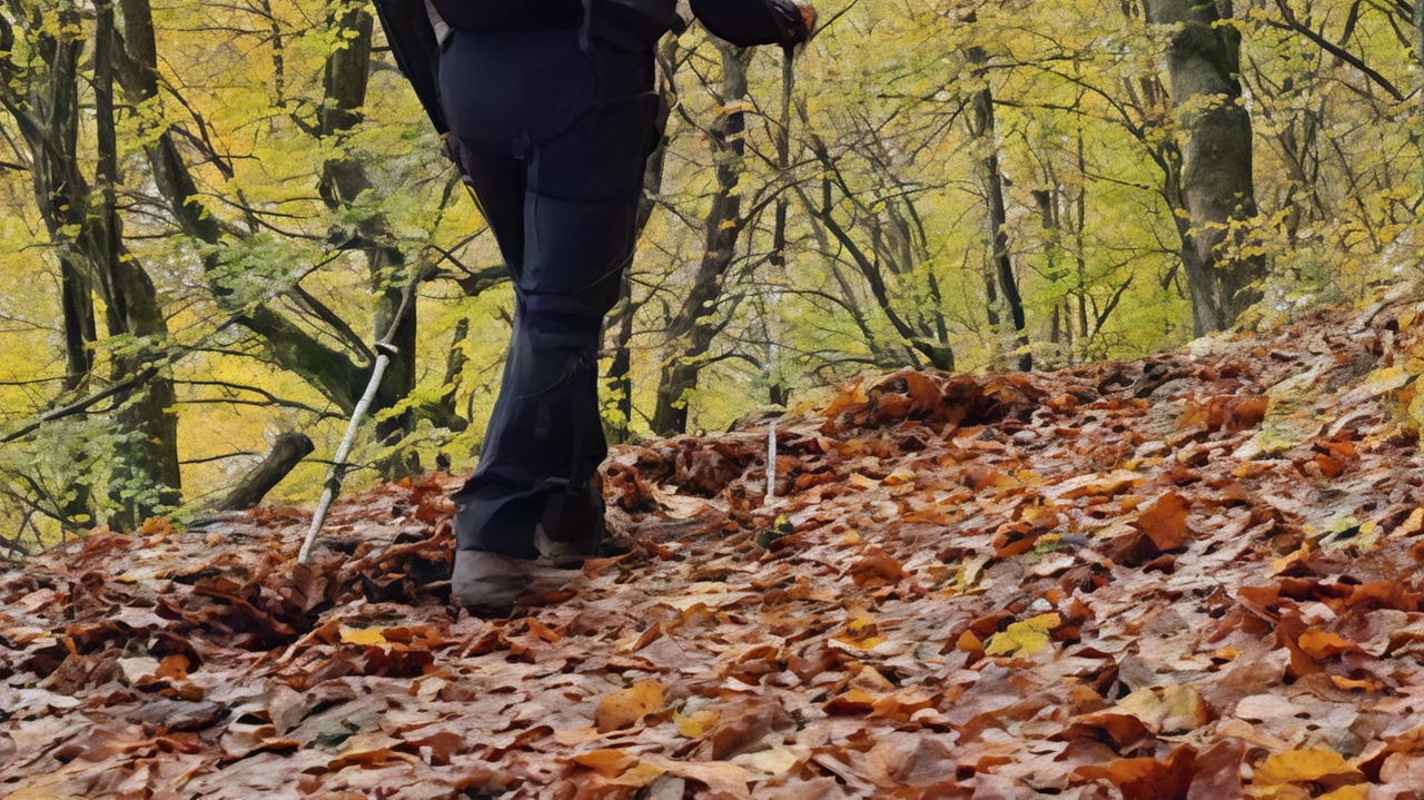 La cura del bosco è fondamentale La cura del bosco è fondamentale