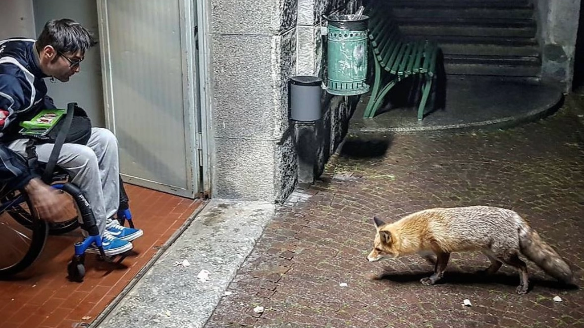 Luca Chiarini durante il primo ricovero al Morelli aveva fatto amicizia con una volpe che nutriva Luca Chiarini durante il primo ricovero al Morelli aveva fatto amicizia con una volpe che nutriva