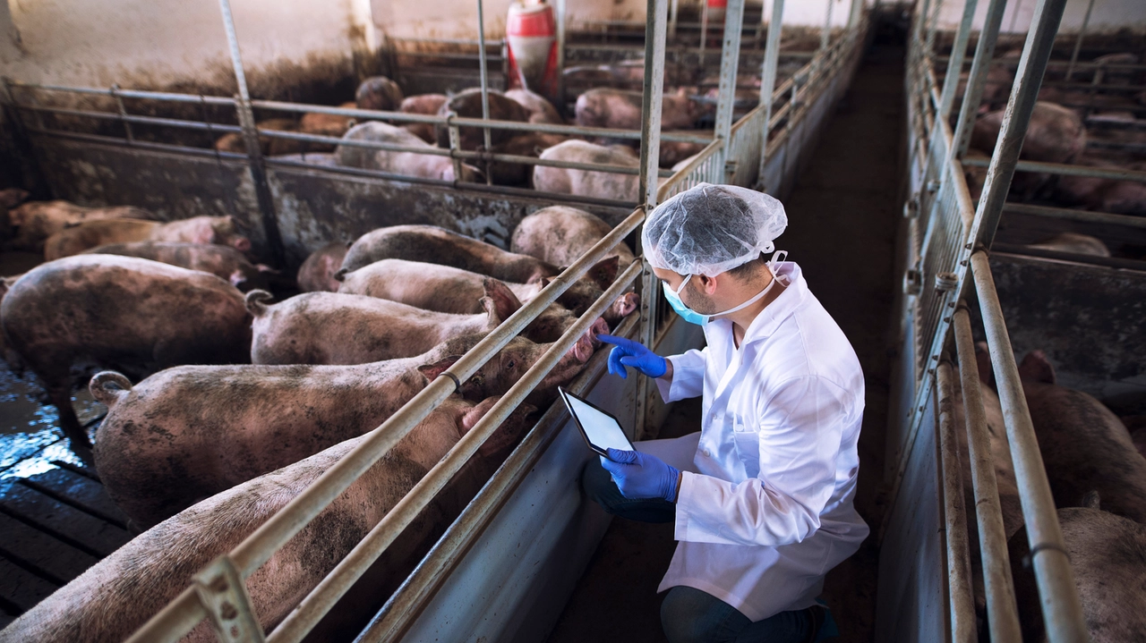 Il dipartimento veterinario dell’Agenzia della tutela della salute ha emesso il provvedimento che istituisce le zone di protezione e di sorveglianza Il dipartimento veterinario dell’Agenzia della tutela della salute ha emesso il provvedimento che istituisce le zone di protezione e di sorveglianza