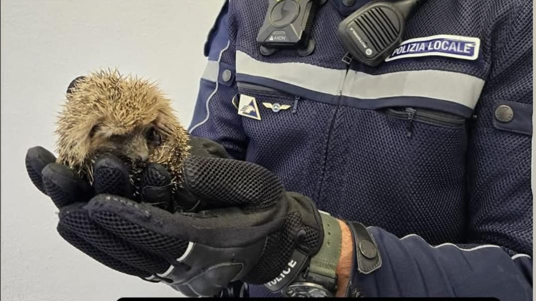 corsa contro il destino piccolo riccio ferito salvato grazie ai cittadini e alla polizia locale