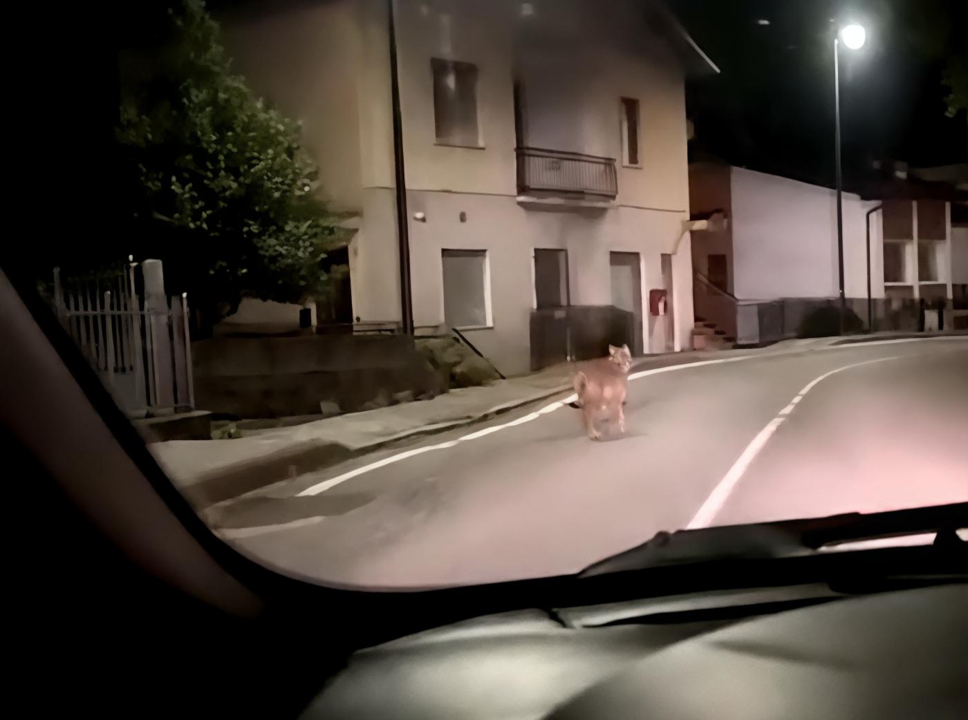 L’incontro che non ti aspetti: lupo in strada a Orbrembo L’incontro che non ti aspetti: lupo in strada a Orbrembo