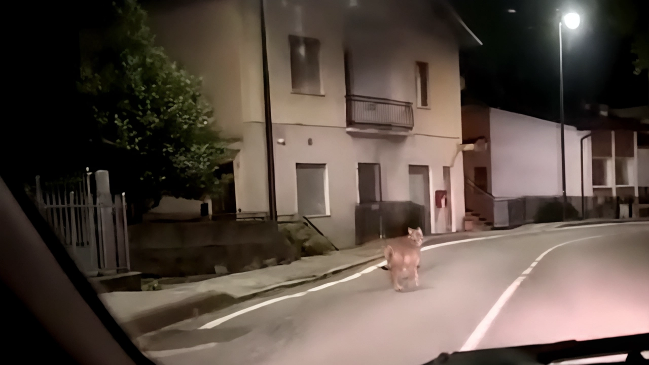 Un frame del video girato dal guidatore che ha incontrato il lupo in Alta Val Brembana