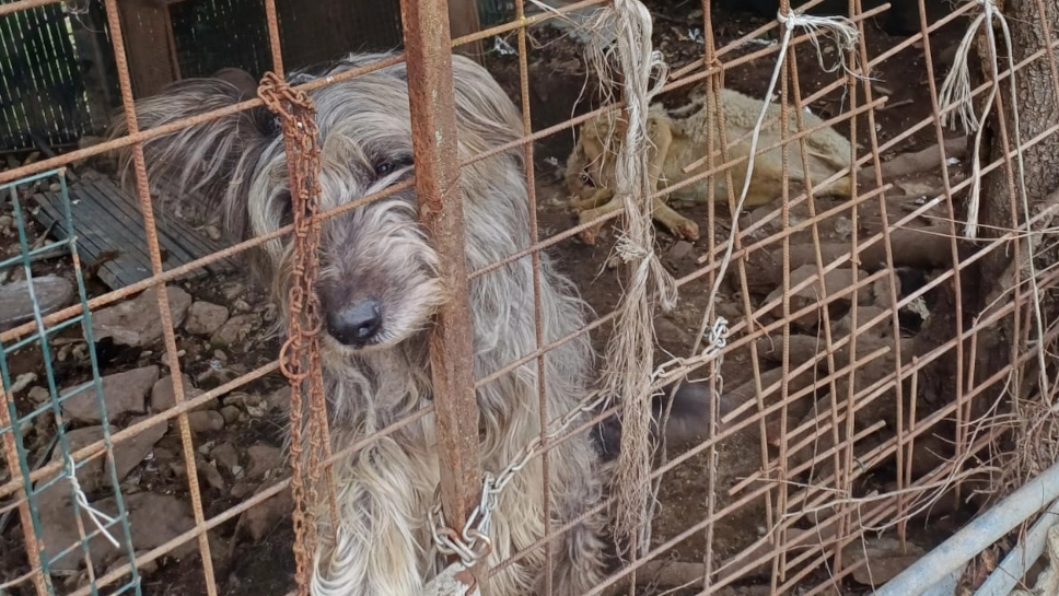 Uno dei cani salvati Uno dei cani salvati