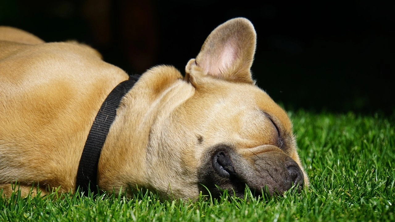 La scossa elettrica è stata purtroppo letale per il cane La scossa elettrica è stata purtroppo letale per il cane