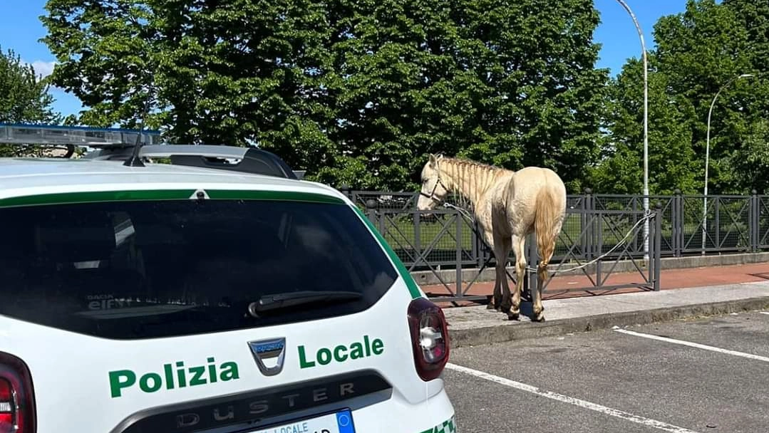Il cavallo bianco recuperato in strada a Parabiago