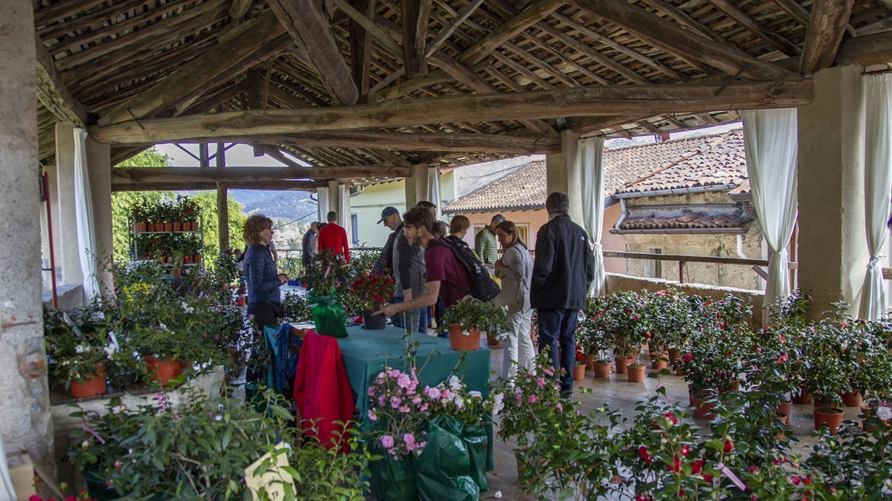 Le Giornate delle Camelie a Villa Della Porta Bozzolo: torna la mostra-mercato del Fai