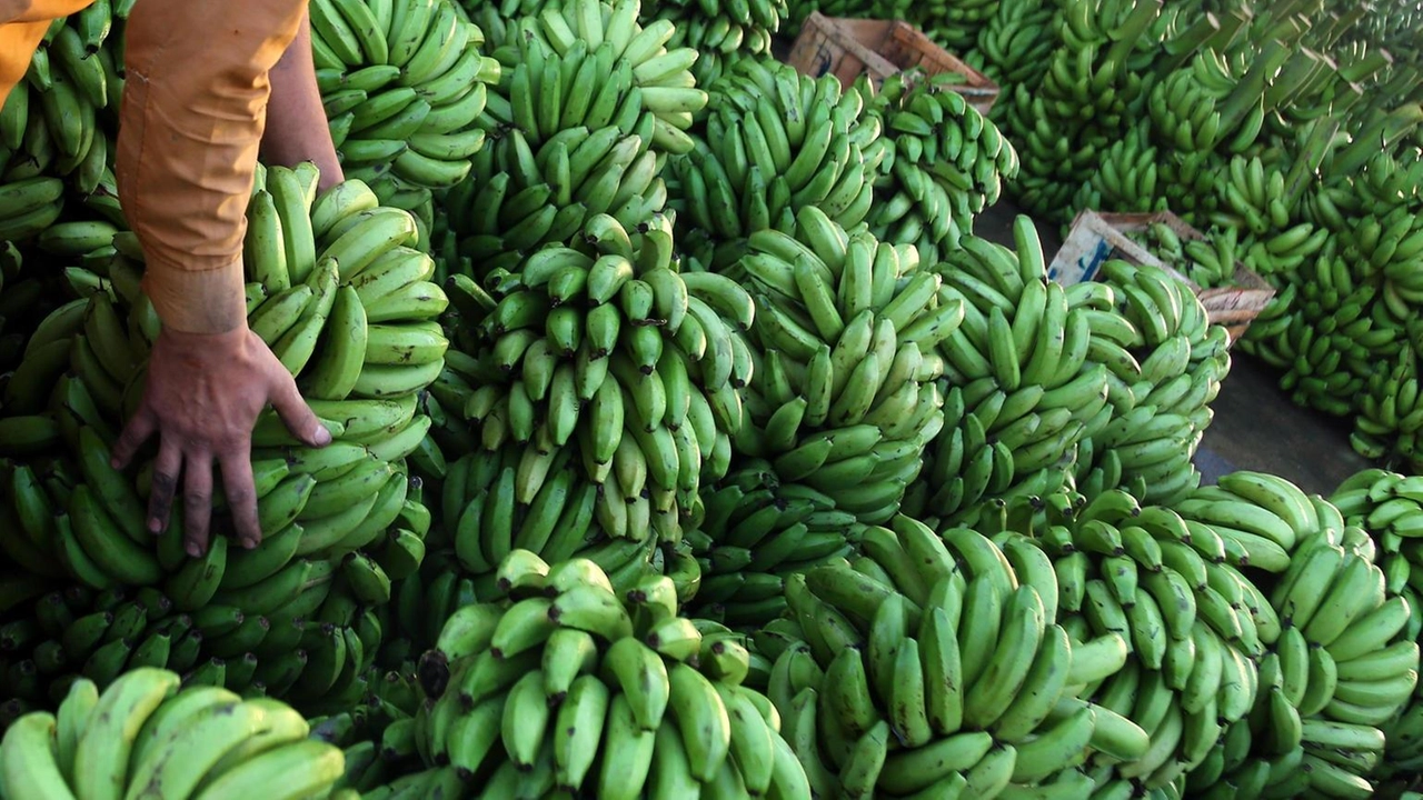 Del Monte Foods fa richiesta di bancarotta a meno di un anno da una controversa ristrutturazione del debito. Nei documenti... Del Monte Foods fa richiesta di bancarotta a meno di un anno da una controversa ristrutturazione del debito. Nei documenti...